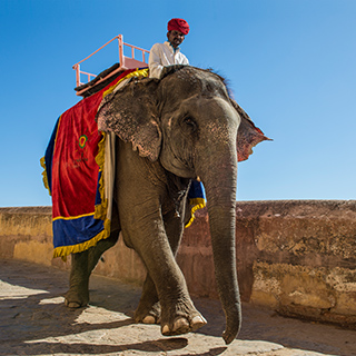 Jaipur - Amber fort - Elephant